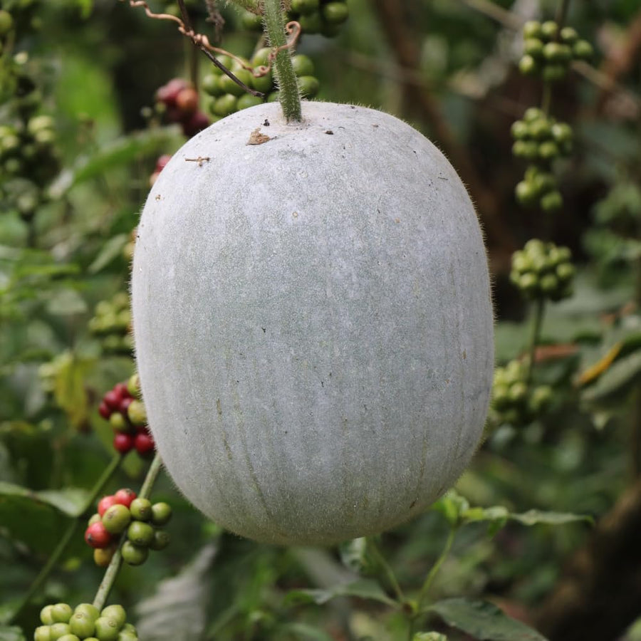 60 Wax Gourd Winter Melon Round Seeds, Wax Gourd Seed, Vegetable Seeds for Outdoor Garden
