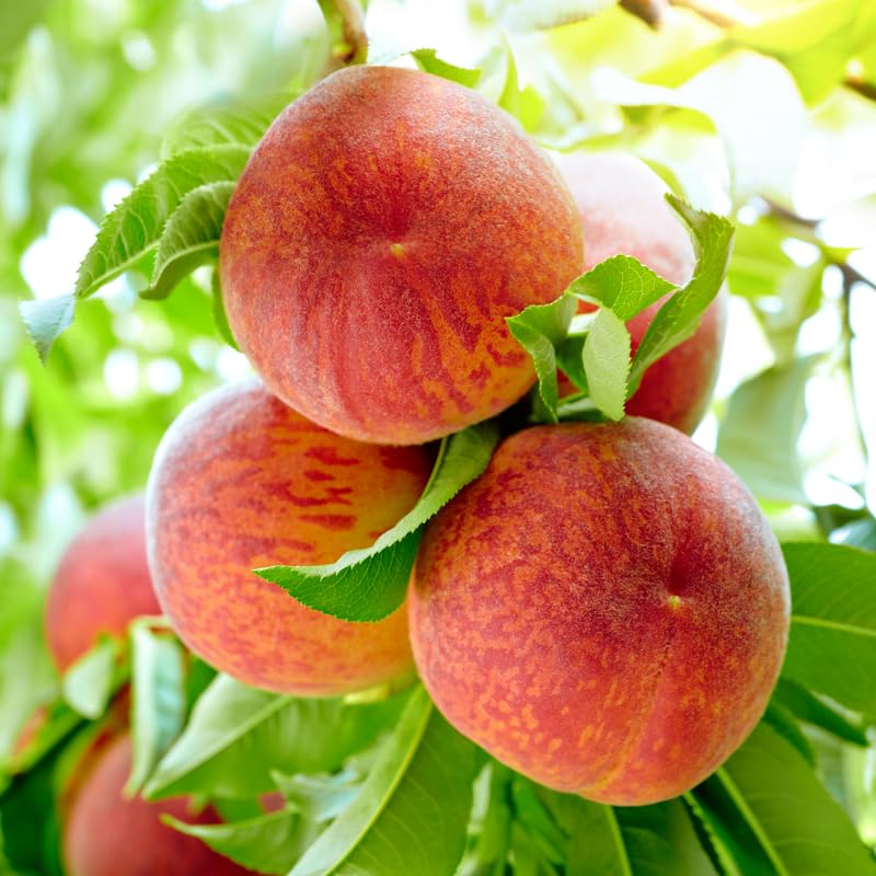 Red Seedling Peach Tree Live Plant, Well-Rooted 6 to 12 Inches in Tall in Gallon Pot for Growing, Peachs Fruit Trees Cold Hardy, No CA