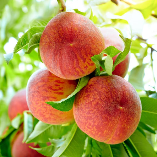 Red Seedling Peach Tree Live Plant, Well-Rooted 6 to 12 Inches in Tall in Gallon Pot for Growing, Peachs Fruit Trees Cold Hardy, No CA