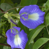 50 Butterfly Pea Seeds for Planting, Flower Seeds for Garden, Blue Flower Climbing Vine for Trellis, Patio or Outdoor Growing
