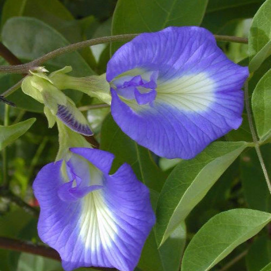 50 Butterfly Pea Seeds for Planting, Flower Seeds for Garden, Blue Flower Climbing Vine for Trellis, Patio or Outdoor Growing