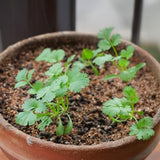 Set 500 Cilantro Seeds for Planting, Cilantro Seed, Fragrant and Fast Growing Herb Shrub, Ready for Planting Outdoor Garden