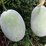 100 Giant Wax Gourd Seeds, Ash Gourd, Winter Melon Heirloom Seed for Planting, Large Vegetable Vine Seeds