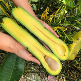 3 Years Old Avocado Tree Live Plant Grafted Air-Layered Ready to Bear Fruit, 3 Ft Cold Hardy Avocados Plant Tropical, Long Neck Avocado