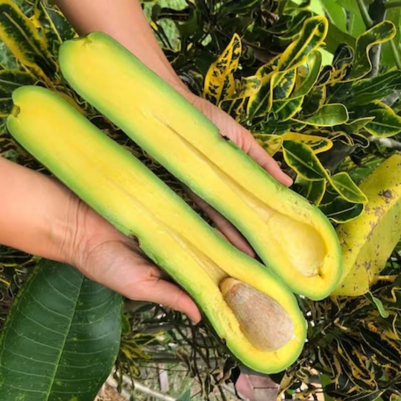 3 Years Old Avocado Tree Live Plant Grafted Air-Layered Ready to Bear Fruit, 3 Ft Cold Hardy Avocados Plant Tropical, Long Neck Avocado