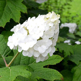 White Hydrangea Plant, 5 to 7 Inch Tall Hydrangea Plants Live, Without Pot, Change Color Flowers Hydrangeas Bush Plant Outdoor Shade Garden, Colorful Flowers