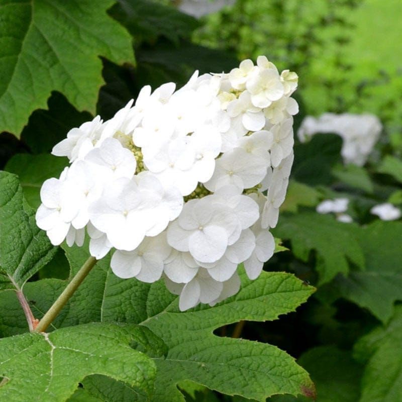 White Hydrangea Plant, 5 to 7 Inch Tall Hydrangea Plants Live, Without Pot, Change Color Flowers Hydrangeas Bush Plant Outdoor Shade Garden, Colorful Flowers