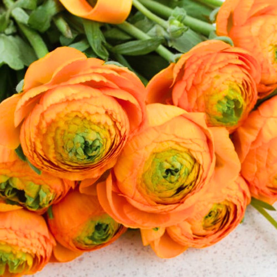 Ranunculus Bulbs, 25 Ranunculus Bulbs, French Peony Style Buttercup Corms, Spring Blooming Garden Flowers, Vibrant Flower Plant (Orange Ranunculus)