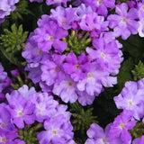 2 Lavender Verbena Plants Live for Planting, Colorful Blooming Flower Plant, Verbena Live Plants, 5 to 7 Inc Tall