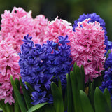 60 Mix Spring Flower Bulbs for Fall Planting, Colorful Flower Bulbs Perennial Outdoor, Top Size Bulb for Garden
