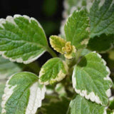 2 Variegated Swedish Ivy Live Plants, 2" Pot Indoor Trailing Swedish Ivy Houseplant Home Garden