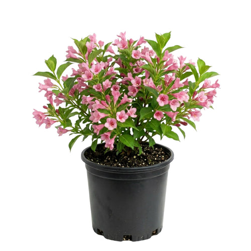 Pink Weigela Plant Live, Flowering Weigela Bush, 8-12'' Tall in Quart Pot, Perennial Shrub for Outdoor Planting