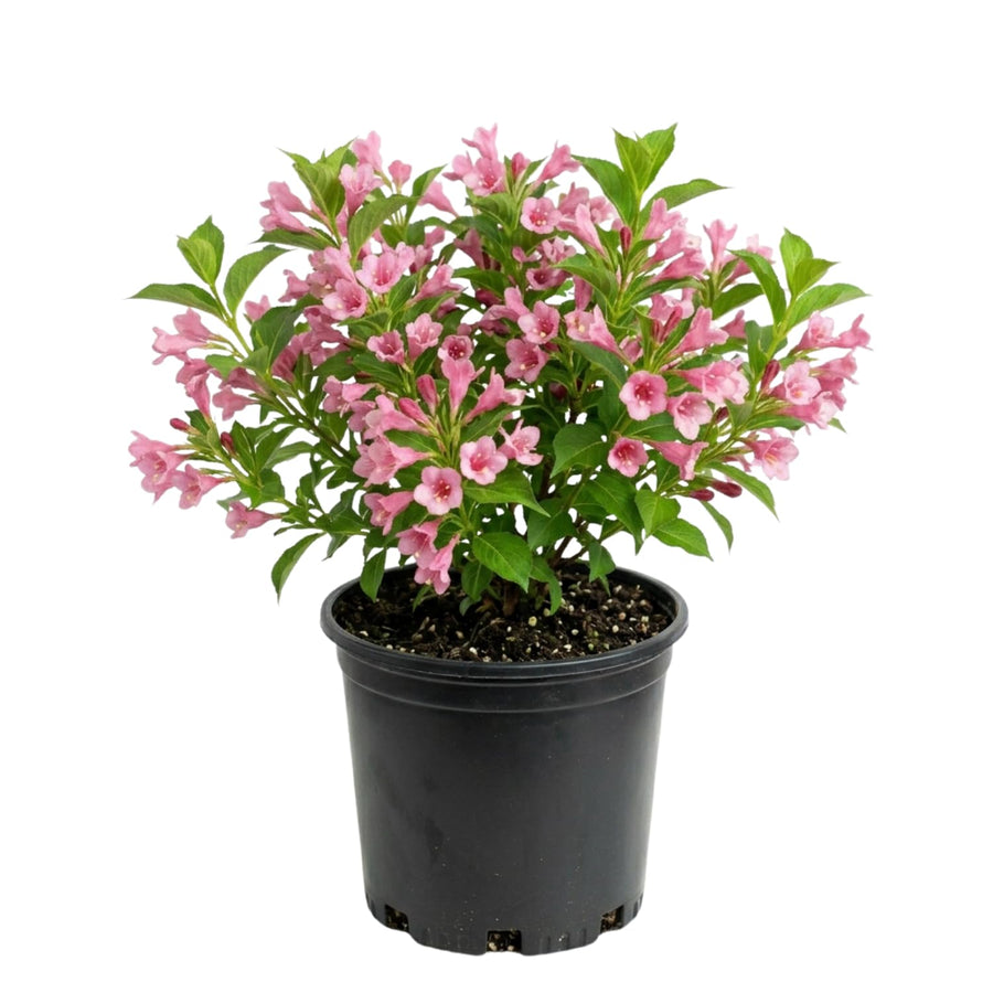 Pink Weigela Plant Live, Flowering Weigela Bush, 8-12'' Tall in Quart Pot, Perennial Shrub for Outdoor Planting