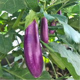 Eggplant Plant Live in 4" Pot, Long Purple Eggplants Live Plant for Outdoor Planting, Live Vegetable Plant, 4-8 Inch Tall, Well-Rooted and Hardy Eggplant Tree