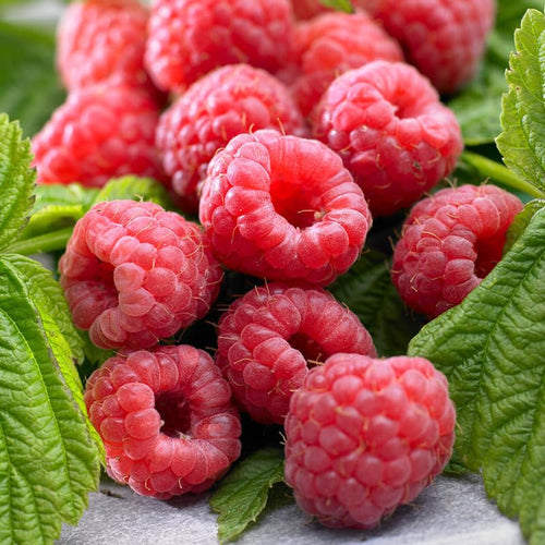 1 Heritage Raspberry Plant Live for Planting, 14-22 Inch Tall, Red Raspberry Bushes Live Plants, Sweet Raspberry Fruit Tree