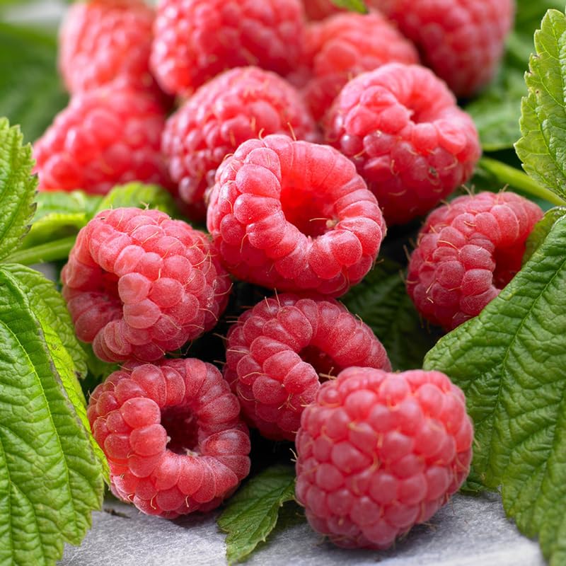 1 Heritage Raspberry Plant Live for Planting, 14-22 Inch Tall, Red Raspberry Bushes Live Plants, Sweet Raspberry Fruit Tree