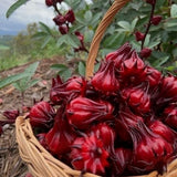 Pack 50 Roselle Seeds, Hibiscus Sabdariffa Seeds for Planting, Roselle Hibiscus Seed for Herbal Garden
