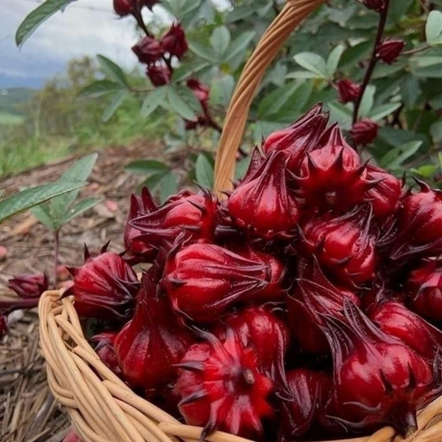 Pack 50 Roselle Seeds, Hibiscus Sabdariffa Seeds for Planting, Roselle Hibiscus Seed for Herbal Garden
