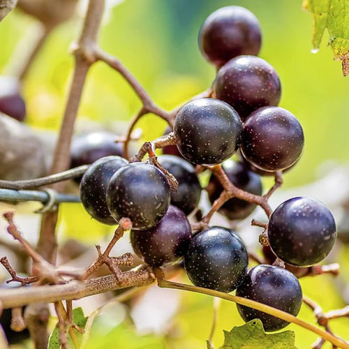 2 Black Muscadine Grape Vine Plants Live for Planting, Muscadine Grape Plant Live Grape Tree, in 4" Pot, Black Grape Fruit Tree for Planting
