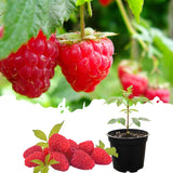 Live Red Raspberry Plant, Sweet Berries Plant, 3 Inch Pot, Ready for Planting