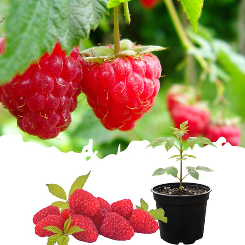 Live Red Raspberry Plant, Sweet Berries Plant, 3 Inch Pot, Ready for Planting
