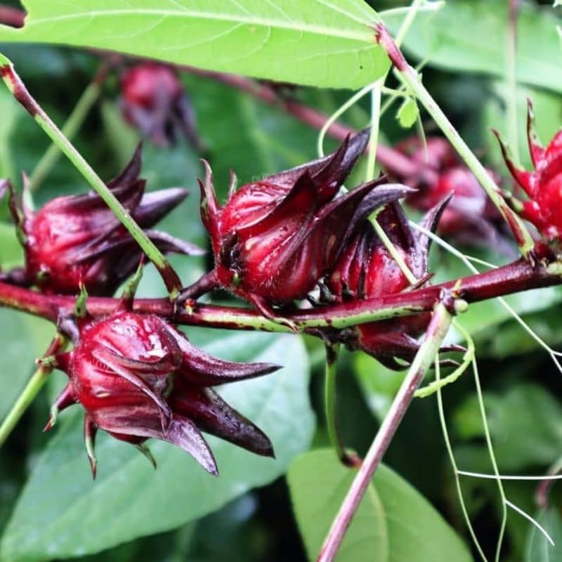1 Red Roselle Hibiscus Sabdariffa Plant Live 6-8 Inch Height, Roselle Jamaican Plant in 4 Inch Pot, Roselle Hibiscus Flowers to Grow