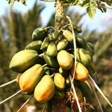 Papaya Live Plant, Tropical Papaya Fruit Tree for Planting Outdoor, 5-8 Inches Tall