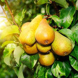 Pear Tree Live Plant 2-3 Feet Tall, Bareroot, Pear Fruit Tree Plant Live, Pear Plant Live for Planting, Live Pear Tree Ready to Grow
