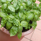 Sweet Basil Plant in 3 Inch Pot, Fragrant Leaves Herb Basil Plant Live Potted, for Planting in Containers, Gardens