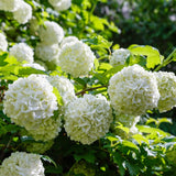 Viburnum Live Plant, Snowball Bushes Ready to Plant, 2.5 Inc Pot, 4-8 Inc Tall, Bare Root Plant, Snowball Viburnum Bush, White Bloom, Hardy Shrub for Landscaping, Outdoor Garden
