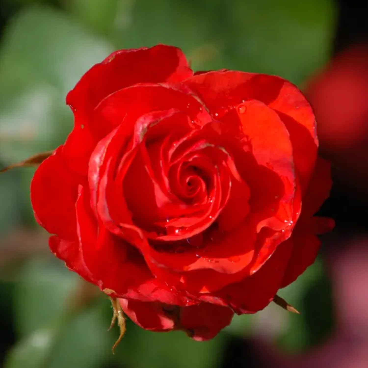 2 Rose Plants Live, Rose Bush Live Plants, Fragrant Rose Flowers, Well Rooted 5-10 Inch Tall, No Pot (Red Rose)