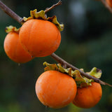 Sweet American Persimmon Trees Live Plants, 6"-14" Tall Persimmon Fruit Tree, Established Roots