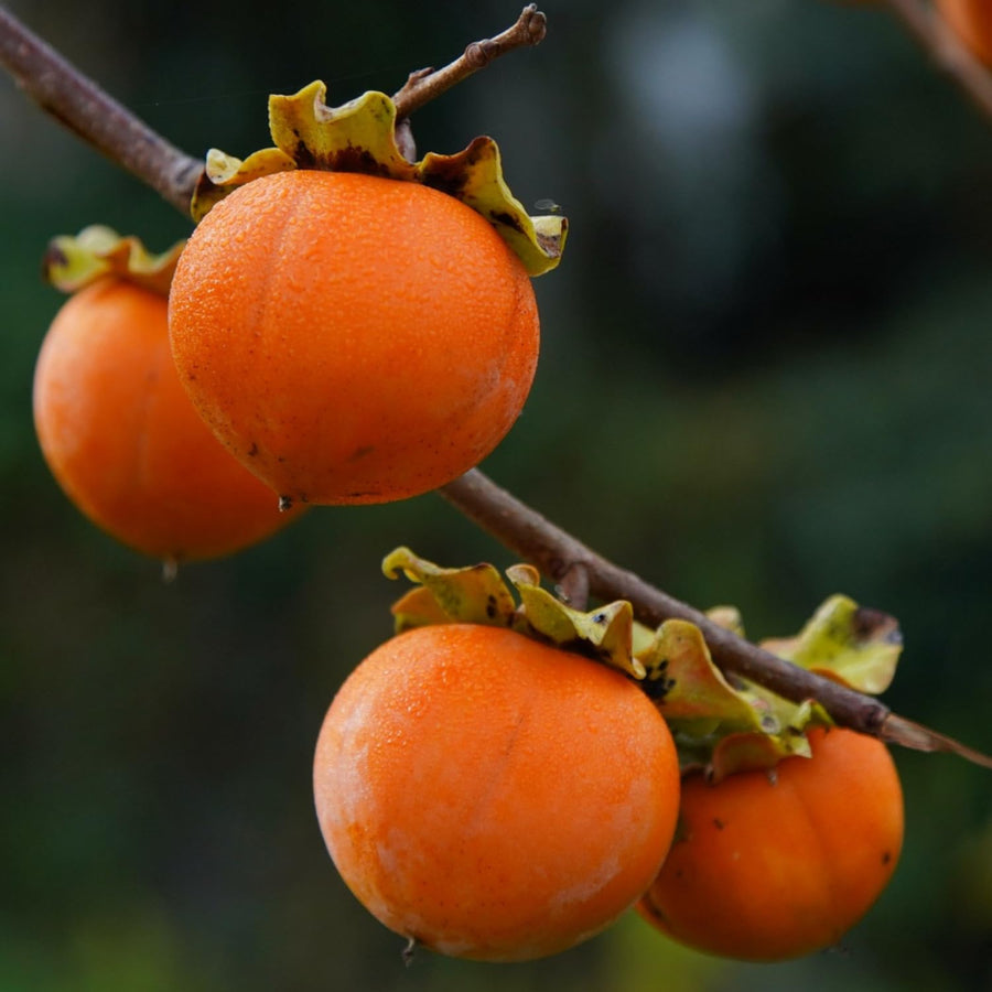 Sweet American Persimmon Trees Live Plants, 6"-14" Tall Persimmon Fruit Tree, Established Roots