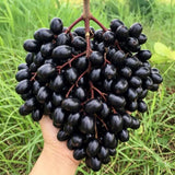 Jamun Plum Bush Live Plant, 2.5 Feet Tall in 1 Gallon Pot, Black Plum Plants for Outdoor Planting, Sweet Jambul Trees, High Yielding, Ready to Fruit