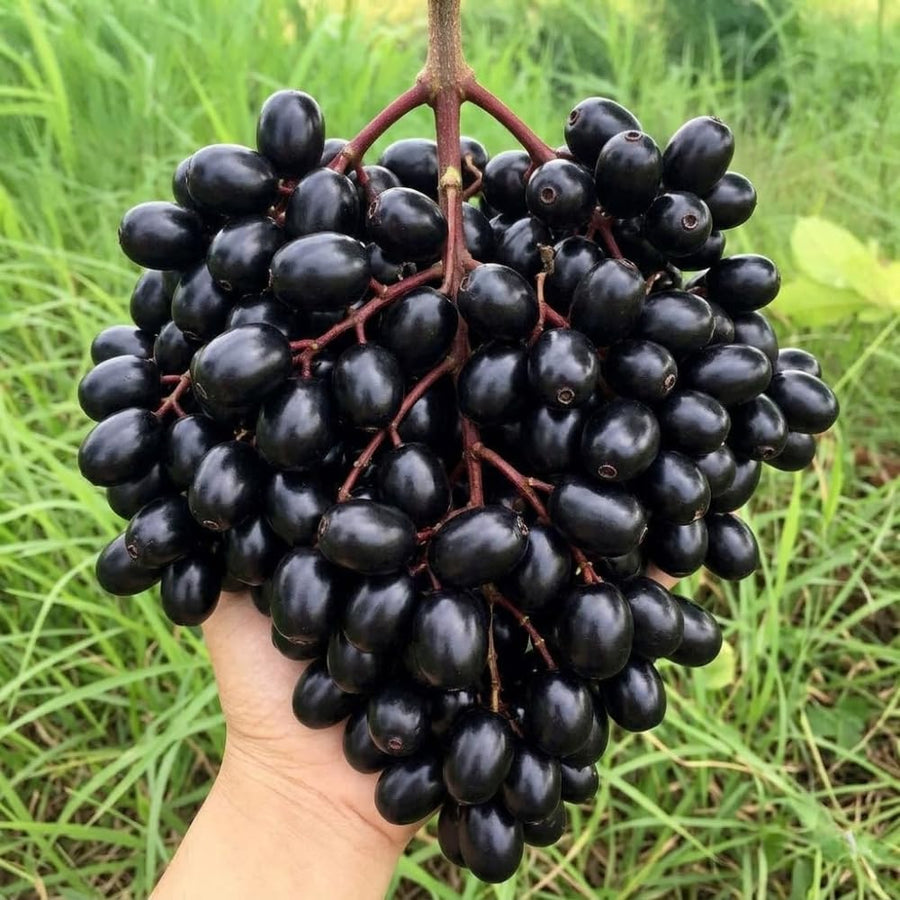 Jamun Plum Bush Live Plant, 2.5 Feet Tall in 1 Gallon Pot, Black Plum Plants for Outdoor Planting, Sweet Jambul Trees, High Yielding, Ready to Fruit
