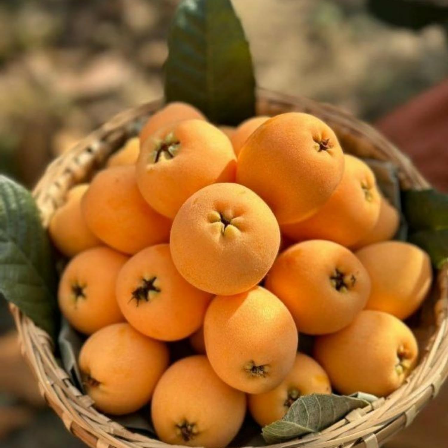 Loquat Tree Live Plant, Well Rooted Tropical Loquat 8-10″ Tall, Outdoor Garden Growing, Ready to Grow
