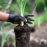 Set 2 Yellow Daylily Live Starter Plant, 4-6" Tall, Daylilies Plant, Hardy Flowering Plant for Yard, Garden and Landscaping, Bareroot