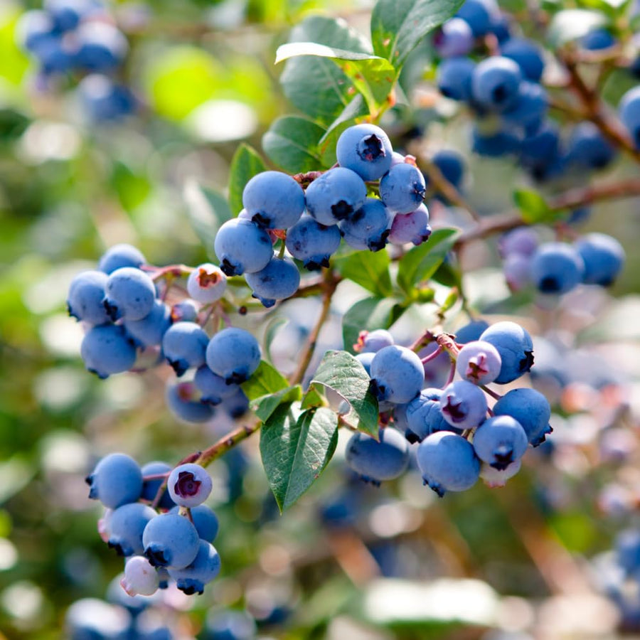 Emerald Blueberry Tree Live Plant Bush in 4" Pot, Sweet and Well-Rooted