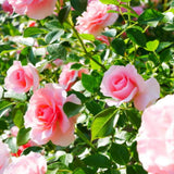 Rose Plant Live, Rose Bush Live Plant for Planting Your Garden, 5-9" Height Well-Rooted, Fragrant Flowers Vibrant Blooms (Lady Pink Rose)