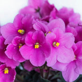 Pink African Violets Live Plant in 4" Pot, Starter African Violet for HouseplantIndoor Outdoor Home Decor