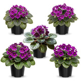 Purple African Violet Live Plant, African Violet Houseplant in 4" Pot, Blooming Indoor Plant for Home or Office with Vibrant Flowers