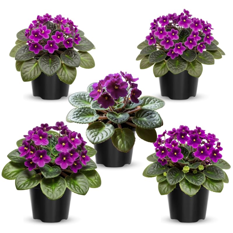 Purple African Violet Live Plant, African Violet Houseplant in 4" Pot, Blooming Indoor Plant for Home or Office with Vibrant Flowers