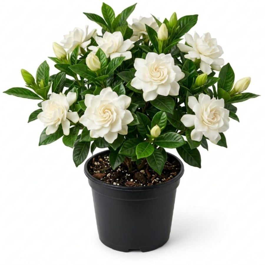 Gardenia Plant Live, 7-9 Inches Tall in 3.5'' Pot, Fragrant White Gardenia Plants Potted, Jasmine Flower for Indoor Outdoor Growing