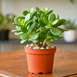 Live Jade Plants Crassula Ovata, Jade Plant, Live Succulent Plant Fully Rooted in 3-5 inch Starter in 2 Inch Pot for Houseplant Growing