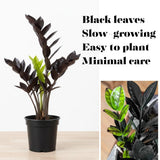 Black ZZ Plant, Live Indoor Houseplant, 3 Inch Pot Black Foliage Plant for Home Garden, Office
