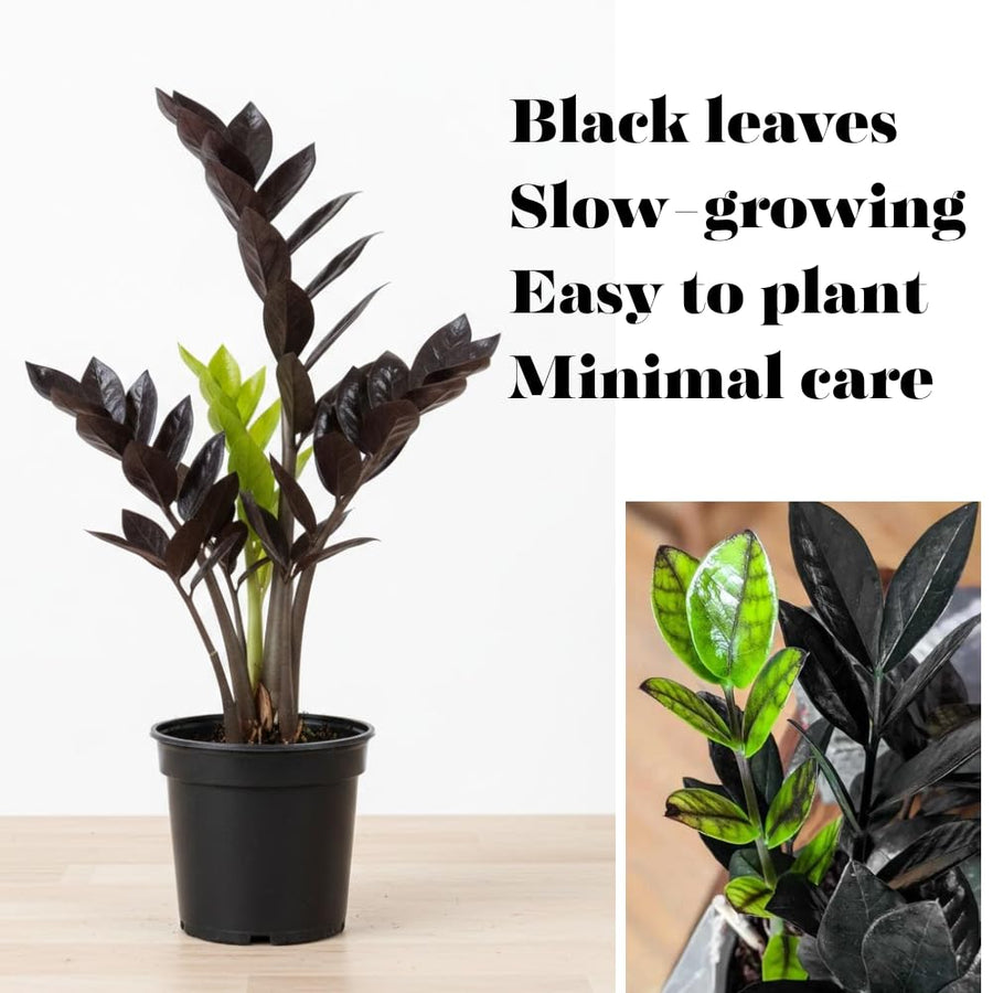 Black ZZ Plant, Live Indoor Houseplant, 3 Inch Pot Black Foliage Plant for Home Garden, Office