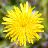 Dandelion Plant Live in 4 Inch Pot, Yellow Dandelion Live Plant, 4-6'' Tall, Live Dandelion Plants for Outdoor Planting, Well-Rooted, Edible Leaves