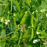 Green Bean Plant Live, Bean Live Plant, 4-6 Inches Tall in 4" Pot, Starter Plant for Vegetable Garden