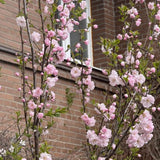 Pink Flowering Almond Shrub in Quart Pot - 6-12" Tall Flowering Almond Plant, Ornamental Flowering Bush for Garden, Borders and Landscape