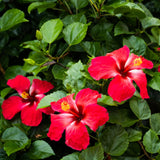 Hibiscus Flower Plant, Hibiscus Plants Live, Tropical Hibiscus Plant, Red Hibiscus, Zone 10 to 12, Size 5 to 7 Inch Tall